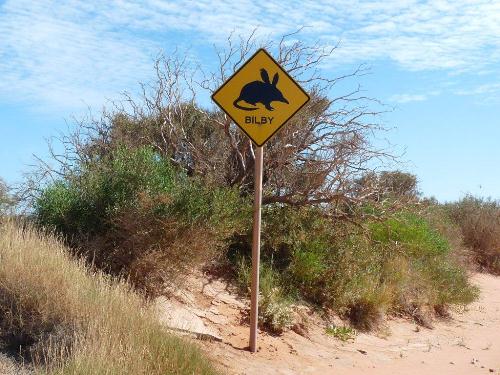 Bilby